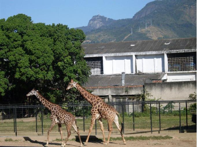 giraffe in rio’s zoo brazil